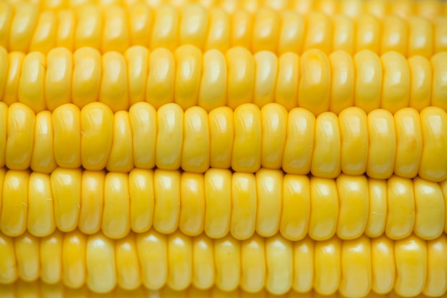 Closeup of yellow corn textured background