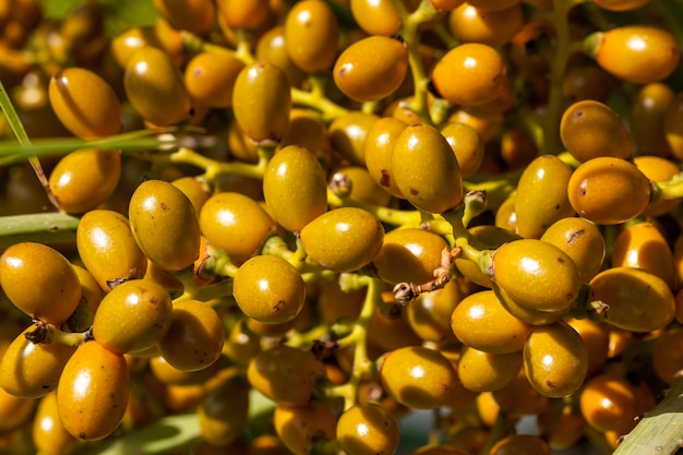 Closeup of yellow dates clusters