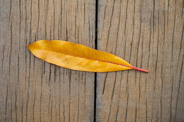 Foto gratuita primo piano foglia gialla inverno dettaglio