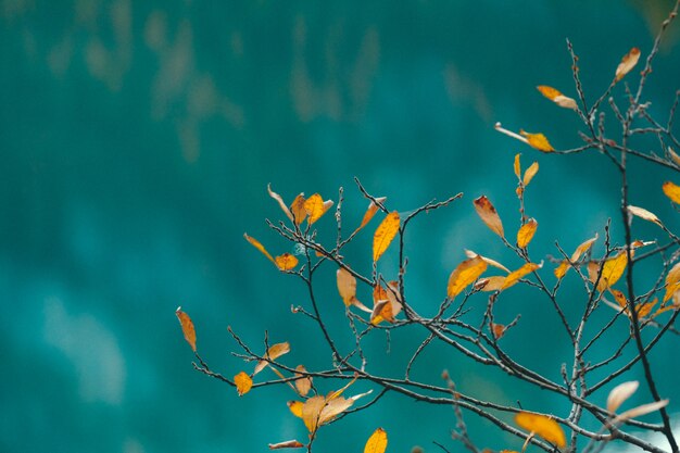 Closeup of yellow leaves on a branch with blue blurred background