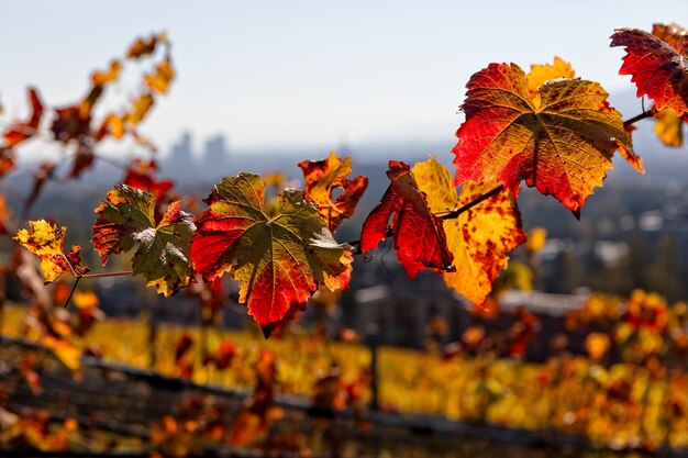 Closeup of yellow leaves