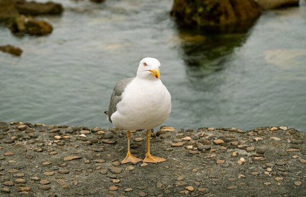 Closeup of a Yellow-legged Gull on rocks near the sea at daytime