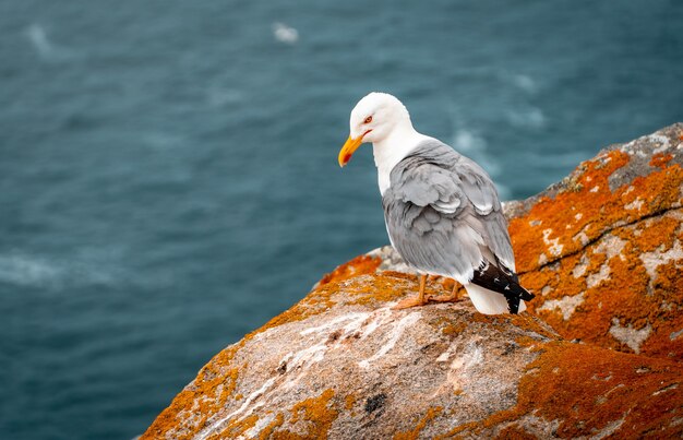 Closeup of a Yellow-legged Gull on rocks near the sea at daytime