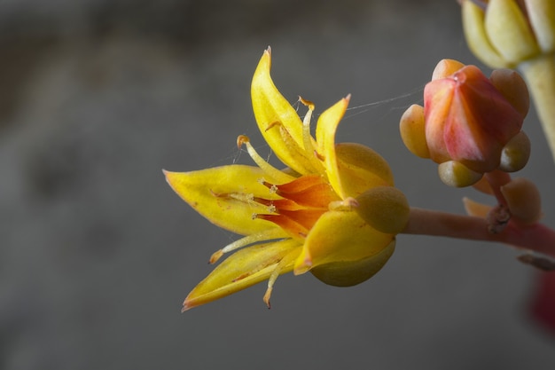 ライトの下で黄色のマンネングサの花のクローズアップ