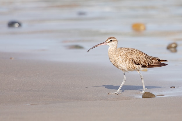 Closeup of a young curlew bird with its long, slender beak, walking on the shore