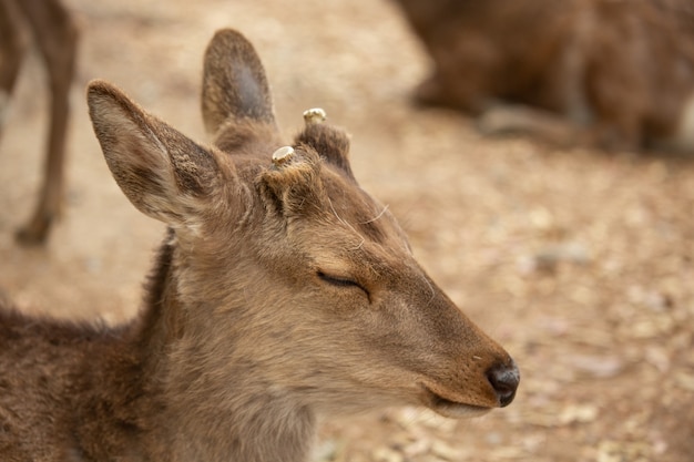 Closeup of a young deer with cut antlers