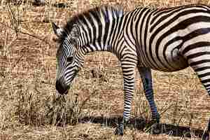 Foto gratuita primo piano di una zebra in un campo sotto la luce del sole con uno sfondo sfocato