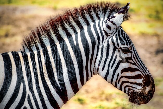 Closeup of a zebra in a field