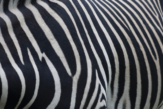 Foto gratuita primo piano di una pelliccia di zebra