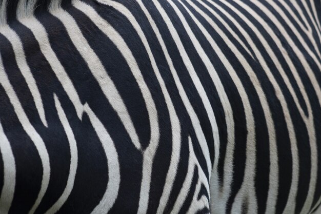 Closeup of a zebra fur