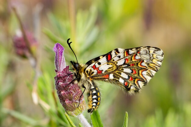 Closeup of a Zerynthia rumina butterfly sitting on a flower in a garden captured during the daytime