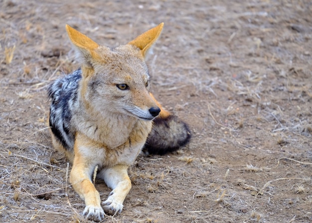 Closeups shot of a jackal lying on the sandy ground