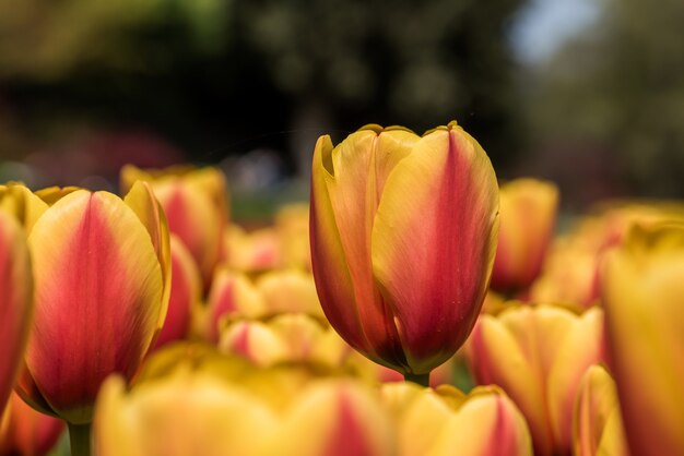 Closuep shot of beautiful yellow and red tulips growing in the field