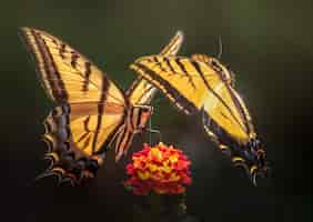 Free photo closupe shot of mariposa papilio multicaudata