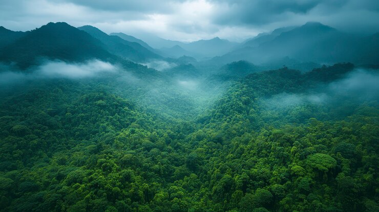 Free Photo cloud forest landscape