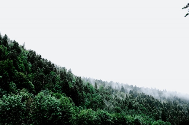 空に触れる緑の風景から出てくる煙の雲