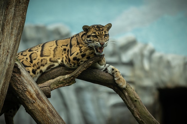 ウンピョウは、チェコ共和国のウンピョウの非常に珍しい生き物の闇の動物園から、影から明るい大きな猫のオスに向かって歩いています