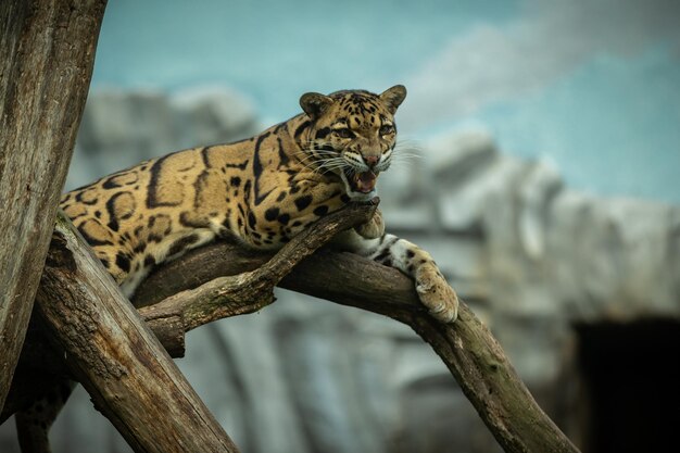 ウンピョウは、チェコ共和国のウンピョウの非常に珍しい生き物の闇の動物園から、影から明るい大きな猫のオスに向かって歩いています