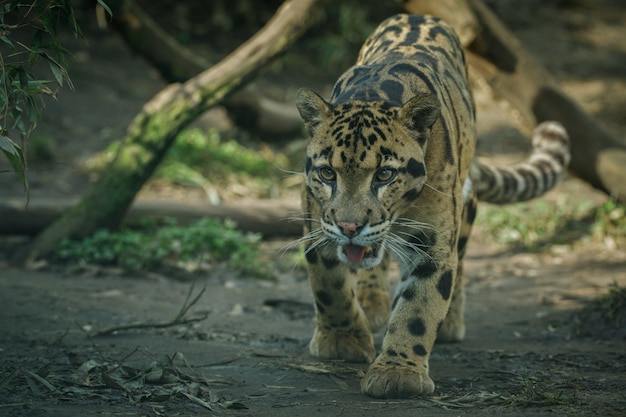 Free photo clouded leopard is walking towards from the shadows to the light
