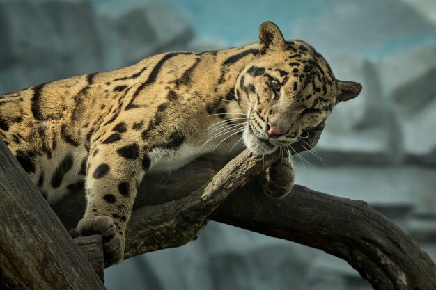 Clouded leopard is walking towards from the shadows to the light