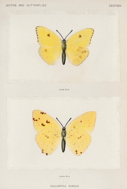 Free photo cloudless sulphur (callidryas eubule) from moths and butterflies of the united states