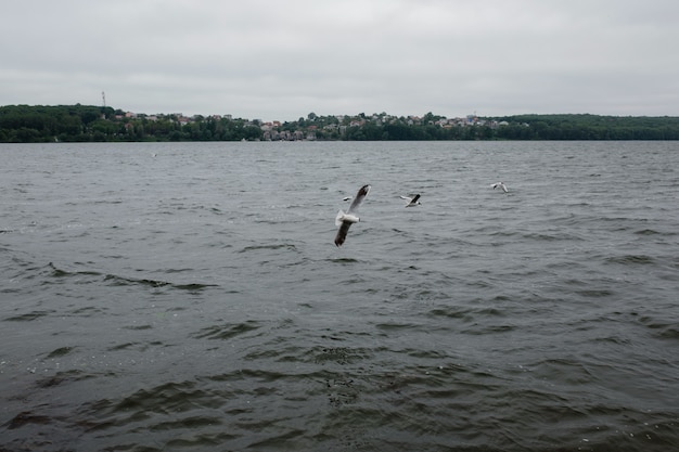Cloudy landscape with seagulls flying