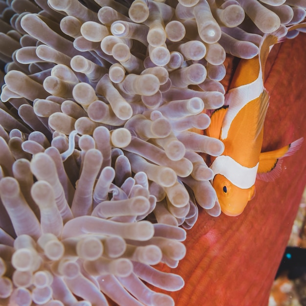 Foto gratuita anemonefish di pagliaccio