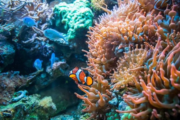 Clownfish and Blue Malawi cichlids swimming near Coral Duncan