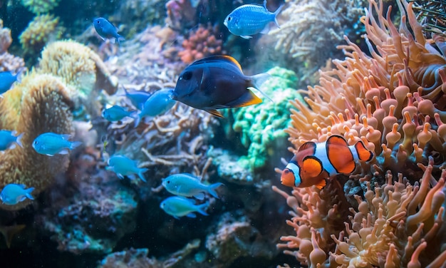 산호 던컨 근처에서 수영하는 흰 동가리 Ctenochaetus tominiensis와 Blue Malawi cichlids