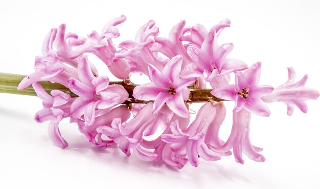 Cluster of pink pearl hyacinth flowers