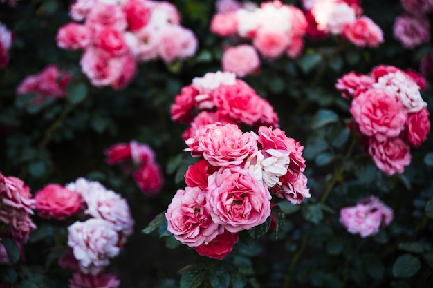 Free photo clusters of beautiful roses