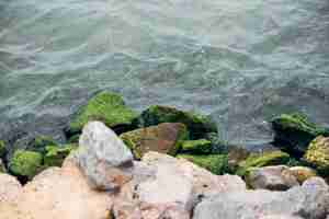 Free photo coastal rocks and algae