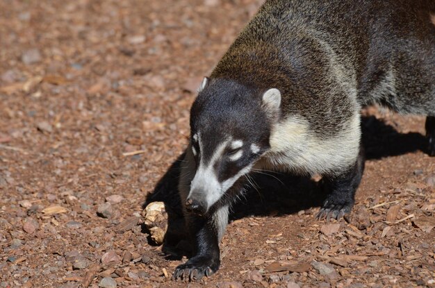 Coati up close and personal.