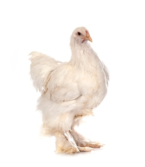 Cochin chicken in front of white background