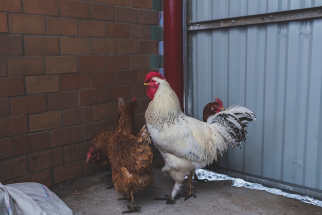 Cock and chicken in yard