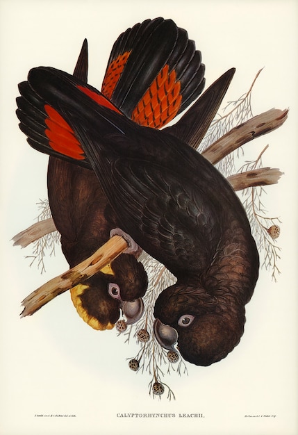 Elizabeth Gouldによって描かれたコカトゥー（Calyptorhynchus Leachii）