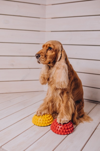 Cocker spaniel plays games at home