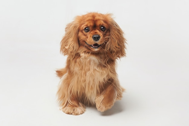 犬品种