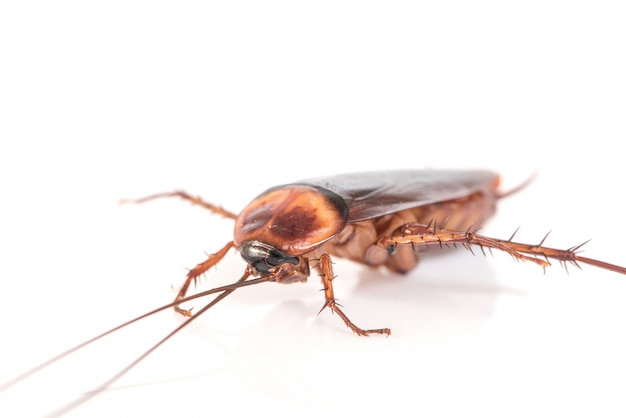 Cockroach on white background