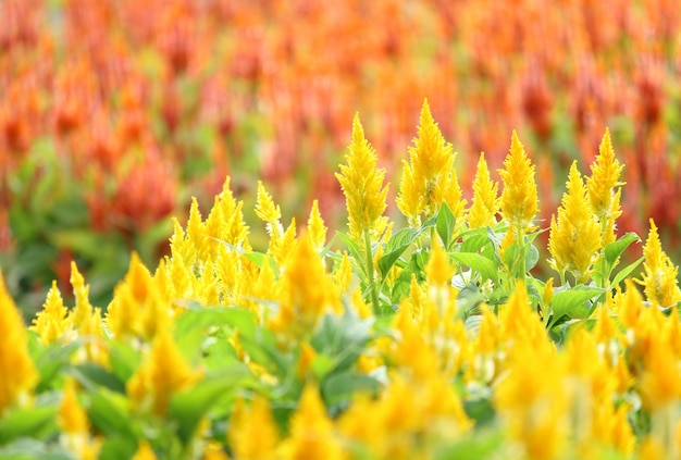 庭のカツオの花