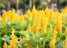 Free photo cockscomb flower in garden