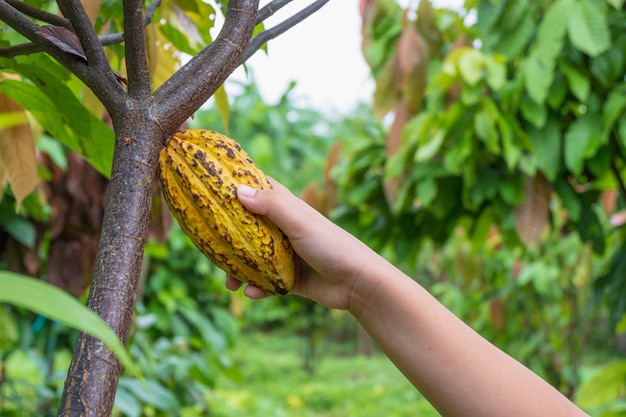 Стручки какао и свежее какао в руках фермеров, выращивающих какао.
