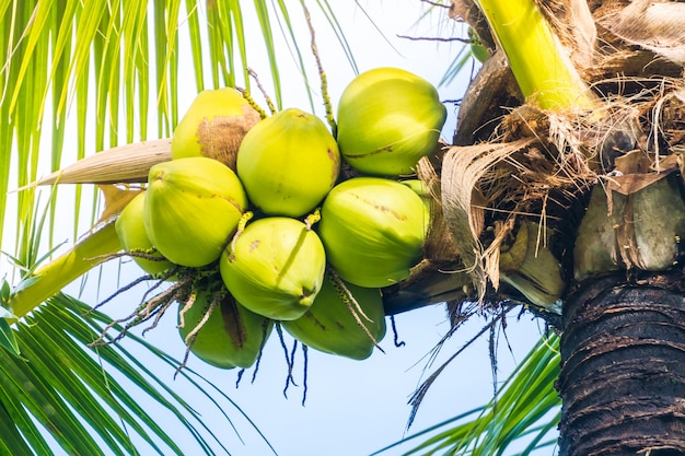 Free photo coconut fruit