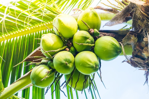 Free photo coconut fruit