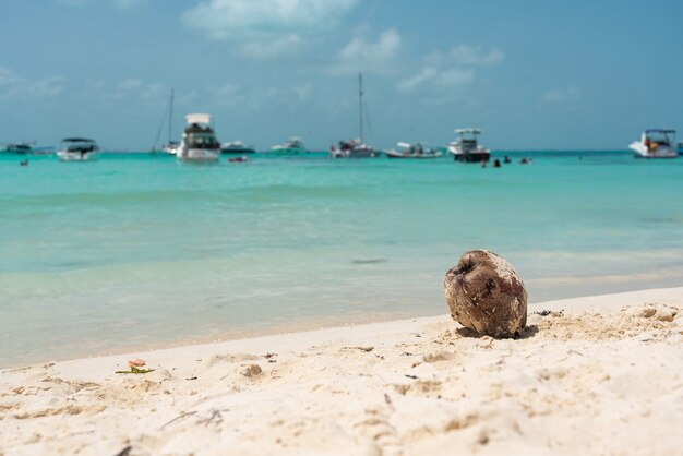 Кокос на песчаном тропическом пляже на побережье карибского моря у моря