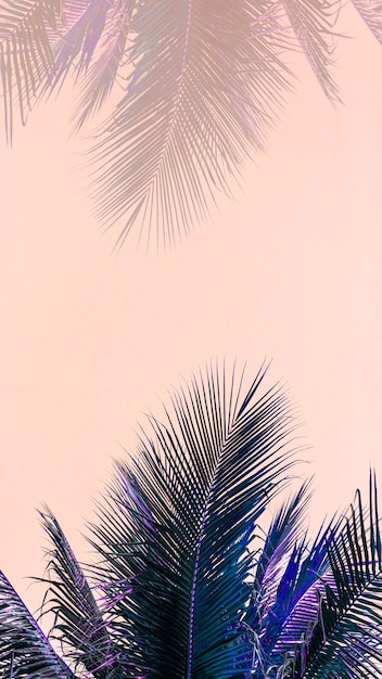 Free photo coconut palm leaves mobile wallpaper