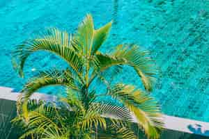 Free photo coconut palm tree around swimming pool