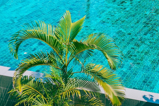 Coconut palm tree around swimming pool