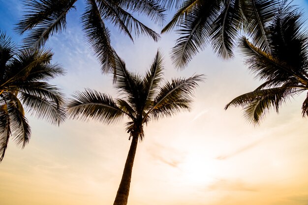 해변과 바다에 코코넛 야 자 나무