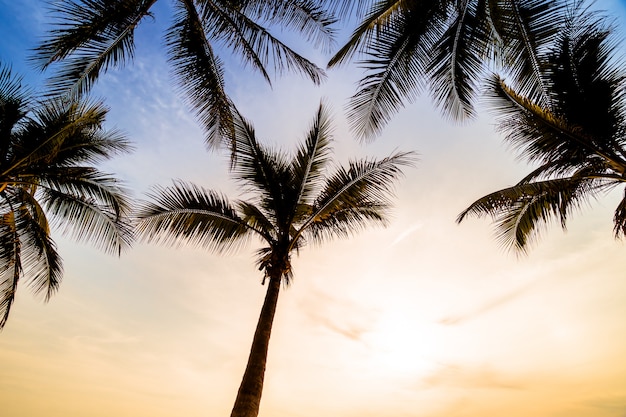 Coconut palm tree on the beach and sea